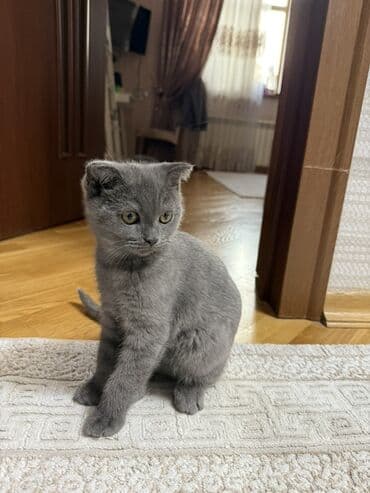 Şotland, Erkək, Yaxşı əllərə lalafo.az -da Şotland, Erkək, Yaxşı əllərə