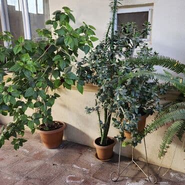 2 Kitayski rozaHibiskus (Çin qızılgülü) 1Pul ağacı 3ü bir yerdə 90m lalafo.az -da 2 Kitayski rozaHibiskus (Çin qızılgülü) 1Pul ağacı 3ü bir yerdə 90m