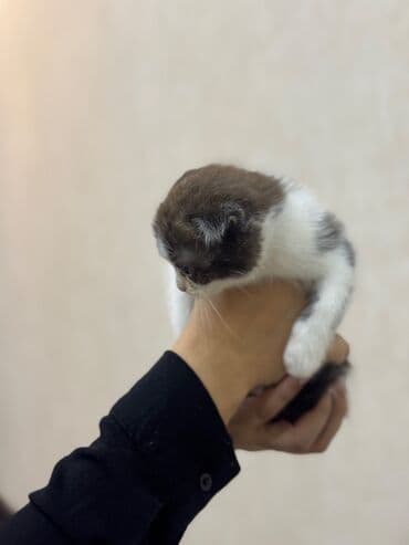 Şotland, Dişi, Erkək, Ödənişli çatdırılma, Ünvandan götürmə lalafo.az -da Şotland, Dişi, Erkək, Ödənişli çatdırılma, Ünvandan götürmə