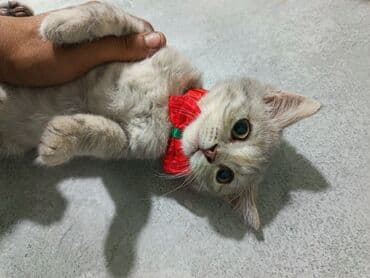 Britan lalafo.az -da Britan