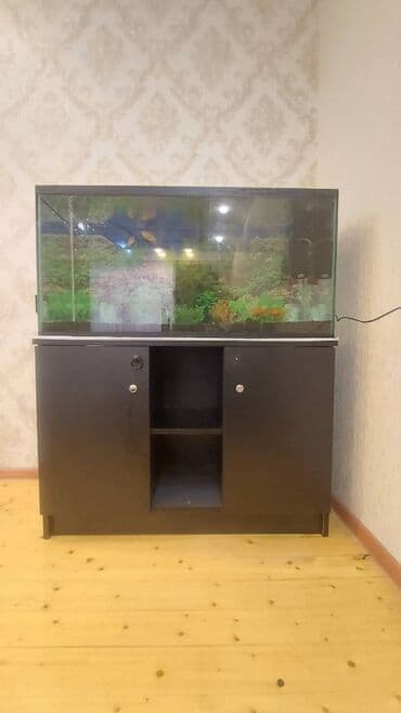 Dördbucaq akvarium, Boş, 175 l, Ünvandan götürmə lalafo.az -da Dördbucaq akvarium, Boş, 175 l, Ünvandan götürmə