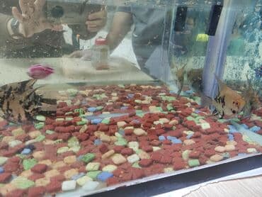 Mələk balığı (skalyari), Sülhsevər lalafo.az -da Mələk balığı (skalyari), Sülhsevər