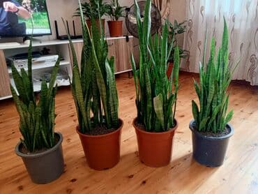 Məhsul: Sansevieria (Qayın dili, “Snake Plant”) – iri ölçülü dekorativ lalafo.az -da Məhsul: Sansevieria (Qayın dili, “Snake Plant”) – iri ölçülü dekorativ