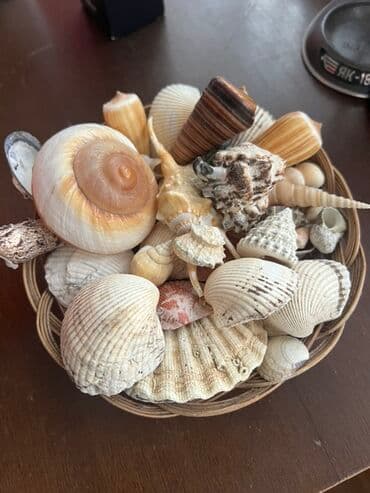 Тарелочка полная морскими невероятными ракушками(для декора) lalafo.az -da Тарелочка полная морскими невероятными ракушками(для декора)