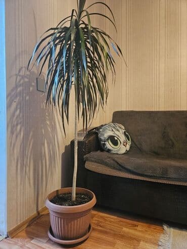 Gül lalafo.az -da Gül