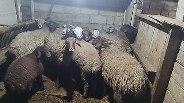 Sağlam cavan heyvanlardi kom satılır Kurdexanidadi. Ümumi 12 Heyvandi lalafo.az -da Sağlam cavan heyvanlardi kom satılır Kurdexanidadi. Ümumi 12 Heyvandi