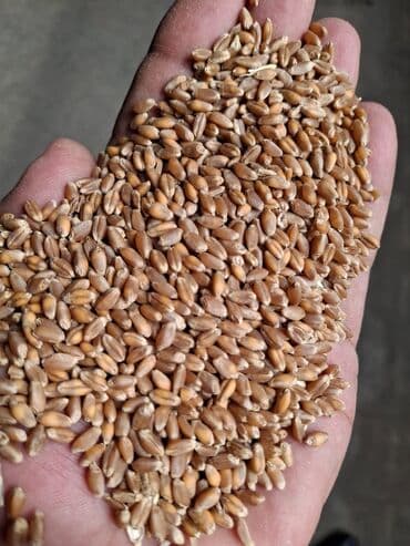 Məhsul: Yemlik taxıl qarışıqları və xammallar - Buğda dənəsi lalafo.az -da Məhsul: Yemlik taxıl qarışıqları və xammallar - Buğda dənəsi