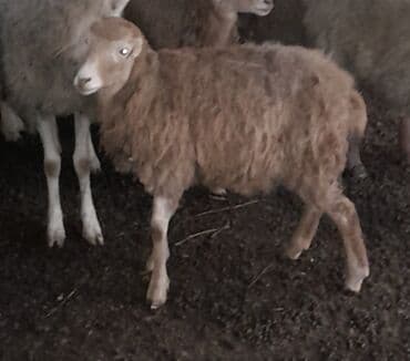 Dişi, il: 7, 30 kq, Ətlik, Ünvandan götürmə lalafo.az -da Dişi, il: 7, 30 kq, Ətlik, Ünvandan götürmə