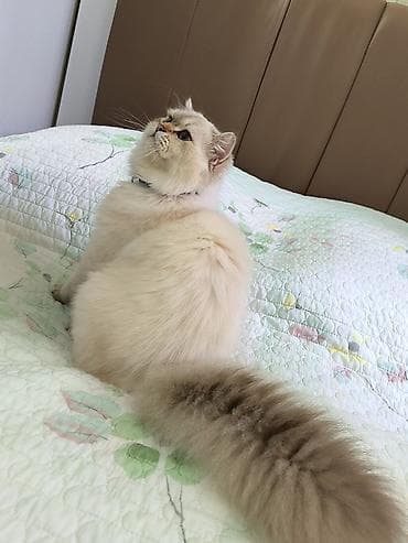Erkək, Cütləşmə üçün lalafo.az -da Erkək, Cütləşmə üçün