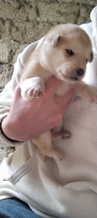 Balaca köpək balaları - Cins: qarışıq (şəkillərdə müxtəlif rənglərdə lalafo.az -da Balaca köpək balaları - Cins: qarışıq (şəkillərdə müxtəlif rənglərdə