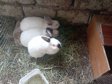 Kaliforniya dovşanları satlır damazlıqada yarıyır kesib yemeyede lalafo.az -da Kaliforniya dovşanları satlır damazlıqada yarıyır kesib yemeyede