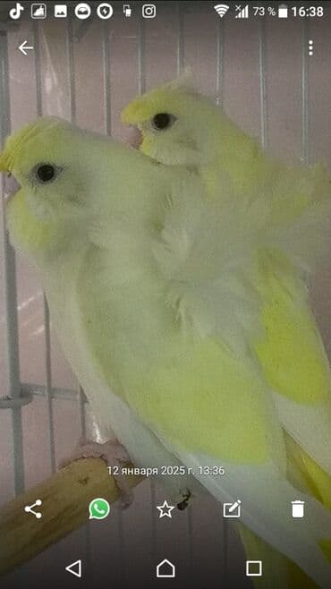 Yaponiclər cüt 50-60-70 azn lalafo.az -da Yaponiclər cüt 50-60-70 azn