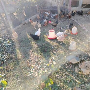 Seçilə bilən quşlar mövcuddur: həm dişi (yumurtlayan/əlverişli lalafo.az -da Seçilə bilən quşlar mövcuddur: həm dişi (yumurtlayan/əlverişli