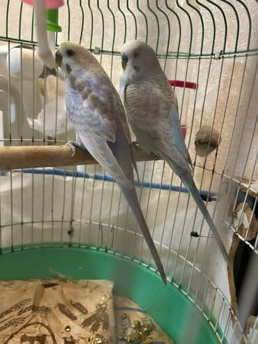 2 Volnistiy popuqay satılır ( erkek + dişi). üstündə qəfəsi, yuvası lalafo.az -da 2 Volnistiy popuqay satılır ( erkek + dişi). üstündə qəfəsi, yuvası