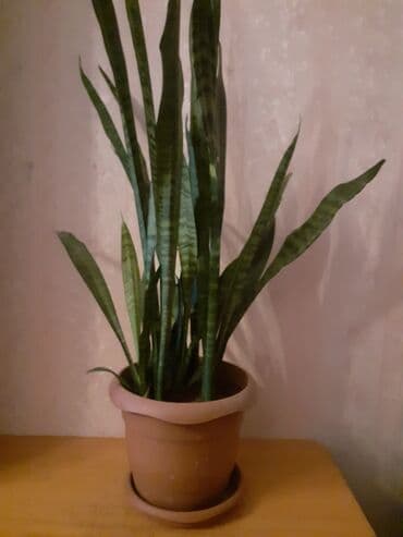 Sansivyera bitkisi 4 gövdəlidir dibçəyin biri 20 lalafo.az -da Sansivyera bitkisi 4 gövdəlidir dibçəyin biri 20