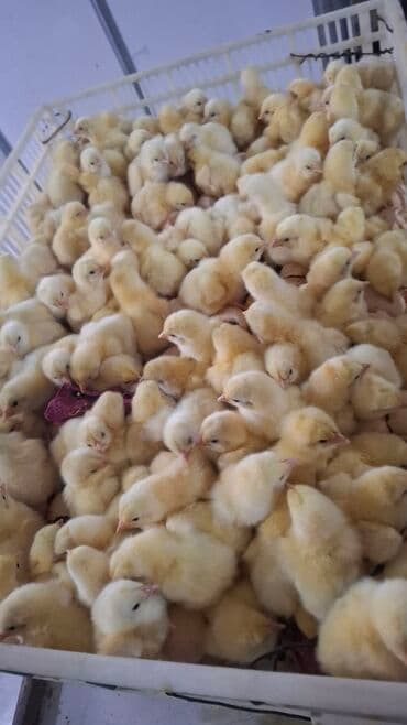 Toyuq cücələri, Ətlik lalafo.az -da Toyuq cücələri, Ətlik