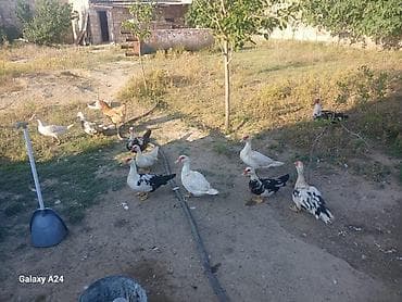 Muscovy ördəkləri – qarışıq rənglərdə (ağ, qara-ağ, krem). Hündür lalafo.az -da Muscovy ördəkləri – qarışıq rənglərdə (ağ, qara-ağ, krem). Hündür
