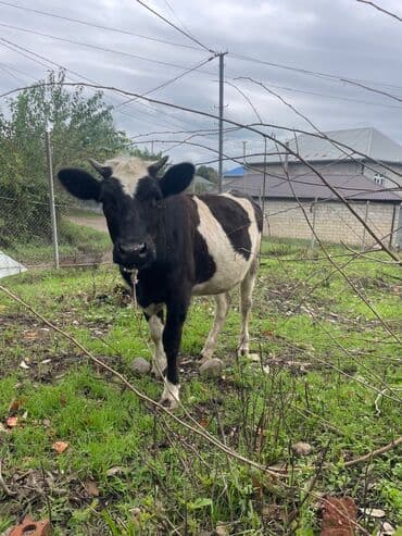 8 Eded damazdix boxaz danalar tecili SATILIR Ayri ayri almaxda lalafo.az -da 8 Eded damazdix boxaz danalar tecili SATILIR Ayri ayri almaxda