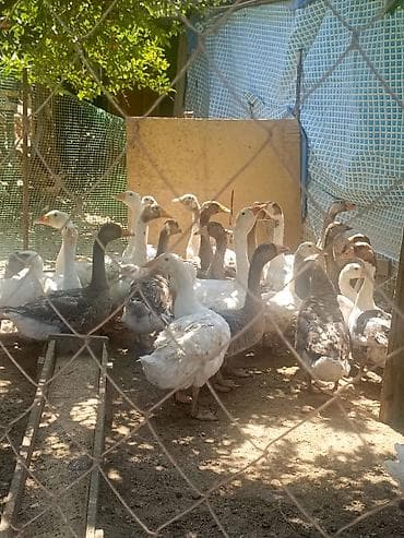 Salam 27 manat vacaba yaza bilersiz at lalafo.az Salam 27 manat vacaba yaza bilersiz