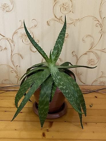 Aloe (aloe vera tipli) saksı bitkisi - Bitki: Tikanlı kənarlı lalafo.az -da — 2 Aloe (aloe vera tipli) saksı bitkisi - Bitki: Tikanlı kənarlı — 2