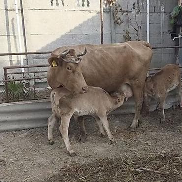 Satilir 2 ci balasidi yanda əkiz balasi var lalafo.az -da Satilir 2 ci balasidi yanda əkiz balasi var