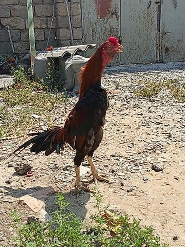 11 Aylıq becədi tayına heyvan gətirib yoxlaya bilərsiz qiymətdə lalafo.az -da 11 Aylıq becədi tayına heyvan gətirib yoxlaya bilərsiz qiymətdə
