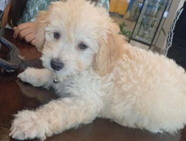 Pudel, 4 ay, Erkek lalafo.az -da Pudel, 4 ay, Erkek