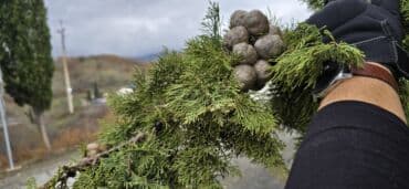 Удобрения: Thuja toxumları, sərv, Arizona sərv, mavi thuja, qərb thuja və şərq at lalafo.az — 2 Удобрения: Thuja toxumları, sərv, Arizona sərv, mavi thuja, qərb thuja və şərq — 2