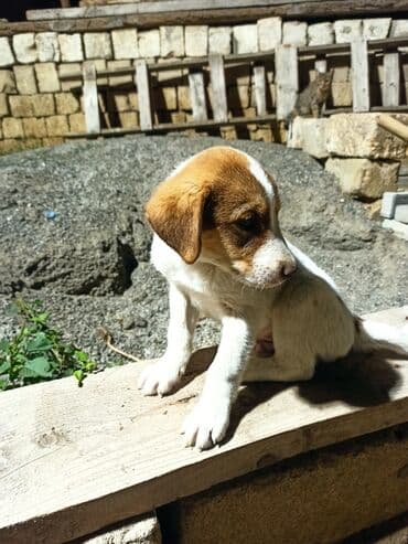 Qurdbasar, 1 ay, Erkek, Peyvəndli, Ünvandan götürmə, Ödənişli çatdırılma lalafo.az -da Qurdbasar, 1 ay, Erkek, Peyvəndli, Ünvandan götürmə, Ödənişli çatdırılma
