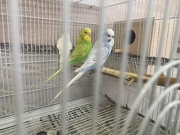 Qiymet hazir cute aitdi ve yuvaya
Qefes SATILMIR
Diwi yuvani qizdidir lalafo.az -da Qiymet hazir cute aitdi ve yuvaya
Qefes SATILMIR
Diwi yuvani qizdidir