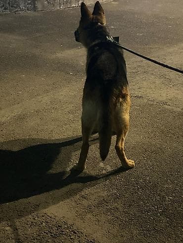 Alman çoban iti, Erkek, Cütləşmə üçün lalafo.az -da Alman çoban iti, Erkek, Cütləşmə üçün