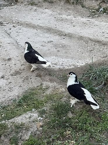 Bir cut delfin satilir ciddi alicilar yazsin at lalafo.az Bir cut delfin satilir ciddi alicilar yazsin