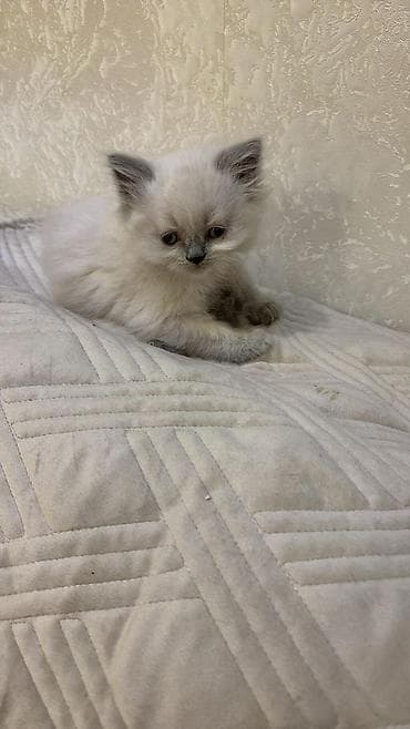 Yumşaq, uzun tüklü balaca pişik balaları. Şəkillərdə iki balaca lalafo.az -da Yumşaq, uzun tüklü balaca pişik balaları. Şəkillərdə iki balaca