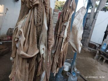 Сёдла: Itlər üçün siveji quzu qarnı tər təmiz kilosu 1 az kim isdese öncədən at lalafo.az — 2 Сёдла: Itlər üçün siveji quzu qarnı tər təmiz kilosu 1 az kim isdese öncədən — 2