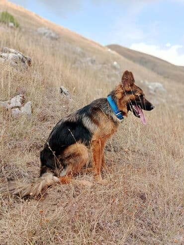 Alman çoban iti lalafo.az -da Alman çoban iti