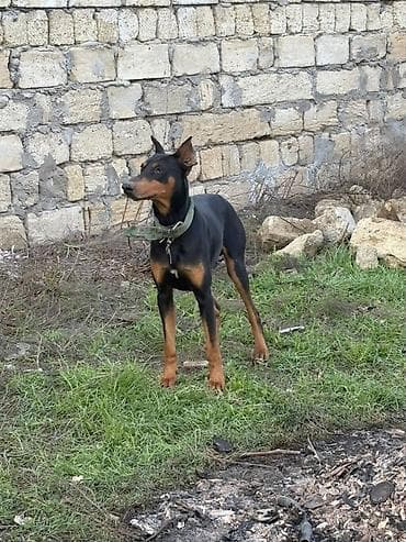Doberman, 1 il, Erkek lalafo.az -da Doberman, 1 il, Erkek