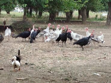 Ordek hunduska ayri ayri satilir ve cemde satilir ordek 12 manatdan lalafo.az -da Ordek hunduska ayri ayri satilir ve cemde satilir ordek 12 manatdan