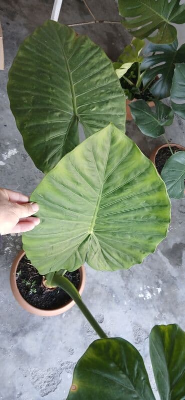 Filodendron “Plowmanii” (aroid) – böyük yarpaqlı dekorativ otaq lalafo.az -da Filodendron “Plowmanii” (aroid) – böyük yarpaqlı dekorativ otaq