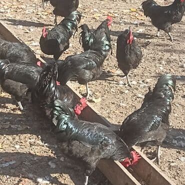 Toyuq, Australorp, Damazlıq lalafo.az -da — 4 Toyuq, Australorp, Damazlıq — 4