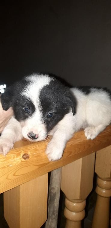 Zvonok, 2 ay, Erkek, Peyvəndli lalafo.az -da Zvonok, 2 ay, Erkek, Peyvəndli