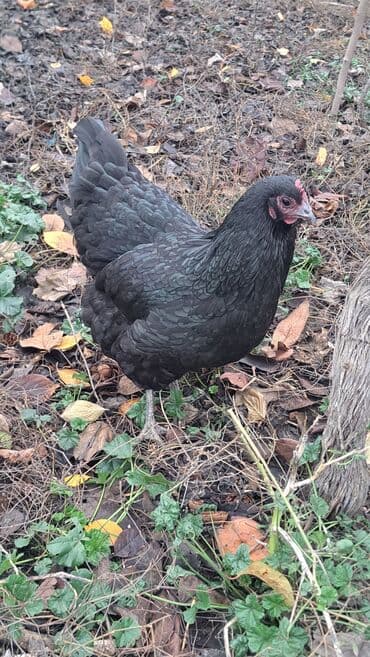 Toyuq, Australorp, Damazlıq, Pulsuz çatdırılma lalafo.az -da Toyuq, Australorp, Damazlıq, Pulsuz çatdırılma