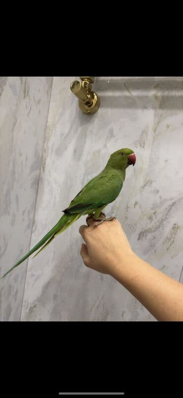 7 ayliqdi cinsiyyeti tam bilinmir hele. Tam saglam qushdu. Qiymet lalafo.az -da 7 ayliqdi cinsiyyeti tam bilinmir hele. Tam saglam qushdu. Qiymet