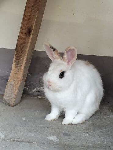 Dovsan boyumuyen sort ele boyu budu barter lalafo.az -da Dovsan boyumuyen sort ele boyu budu barter