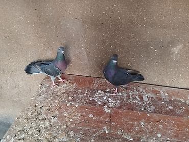 2 sidə bugun tutulub iksidə erkeydi cütü 8 manat lalafo.az -da 2 sidə bugun tutulub iksidə erkeydi cütü 8 manat