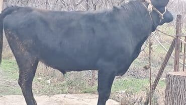 Great Wall: Təmiz qan ivanovka sortu erkək dana damazlığa satılır buğalıqdı 470 lalafo.az -da — 5 Great Wall: Təmiz qan ivanovka sortu erkək dana damazlığa satılır buğalıqdı 470 — 5