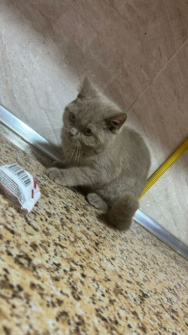 Şotland, Erkək, Yaxşı əllərə, Ünvandan götürmə lalafo.az -da Şotland, Erkək, Yaxşı əllərə, Ünvandan götürmə