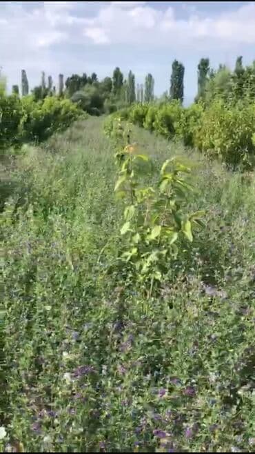 100 sot, Kənd təsərrüfatı, Mülkiyyətçi, Kupça (Çıxarış) lalafo.az -da 100 sot, Kənd təsərrüfatı, Mülkiyyətçi, Kupça (Çıxarış)