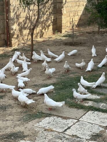 Temiz aglar 25 dene topdan satilir 500 manat gel apar lalafo.az -da Temiz aglar 25 dene topdan satilir 500 manat gel apar