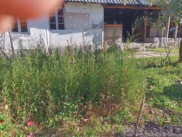 Удобрения: Məhsul: Bağ və landşaft üçün dekorativ palma və iynəyarpaq at lalafo.az — 10 Удобрения: Məhsul: Bağ və landşaft üçün dekorativ palma və iynəyarpaq — 10