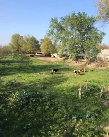 15 sot, Kənd təsərrüfatı, Mülkiyyətçi, Kupça (Çıxarış) lalafo.az -da 15 sot, Kənd təsərrüfatı, Mülkiyyətçi, Kupça (Çıxarış)